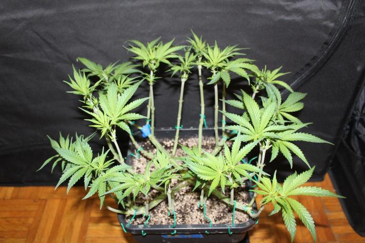 BUBBA KUSH - Barney's Farm. Week 5