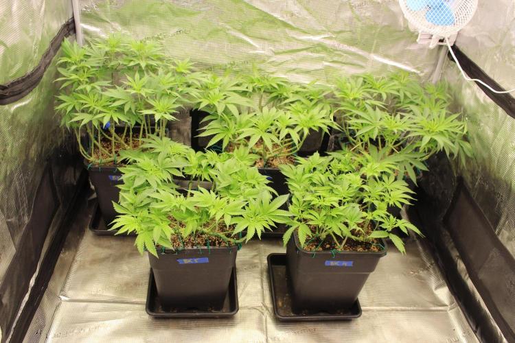BUBBA KUSH - Barney's Farm. Week 6