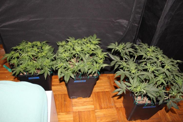 LSD - Barney's Farm. Week 6 - There must be bed somewhere if it is "bedroom setup" heheh
