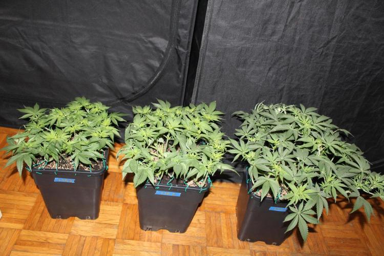 LSD - Barney's Farm. Week 6