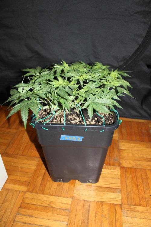 LSD - Barney's Farm. Week 6