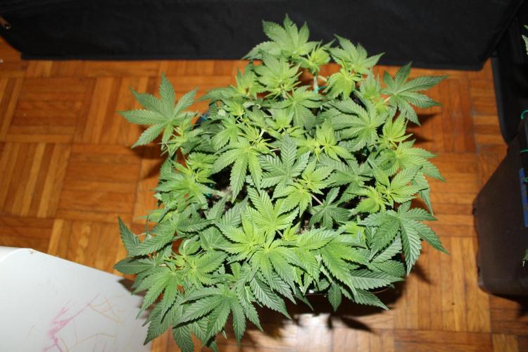 LSD - Barney's Farm. Week 6