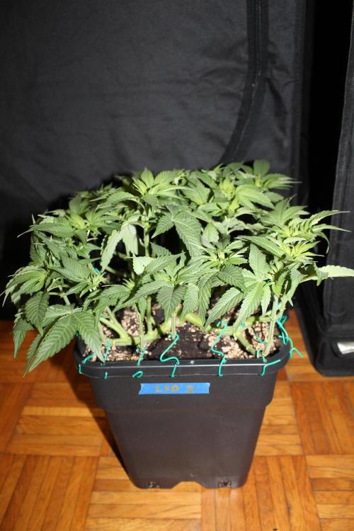 LSD - Barney's Farm. Week 6