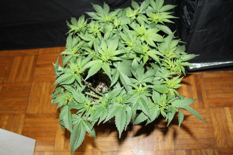 LSD - Barney's Farm. Week 6