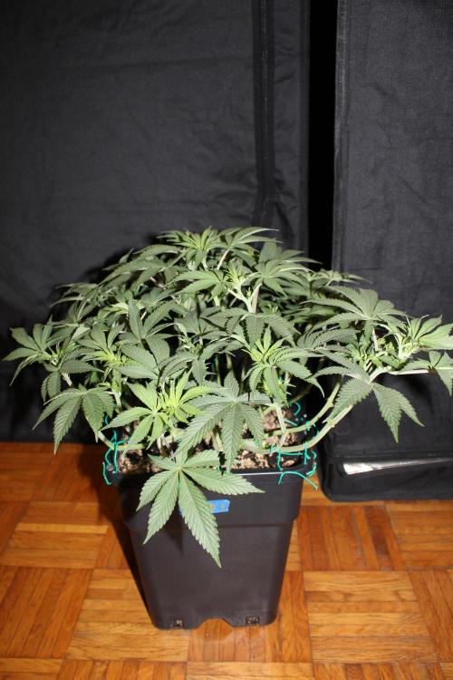 LSD - Barney's Farm. Week 6