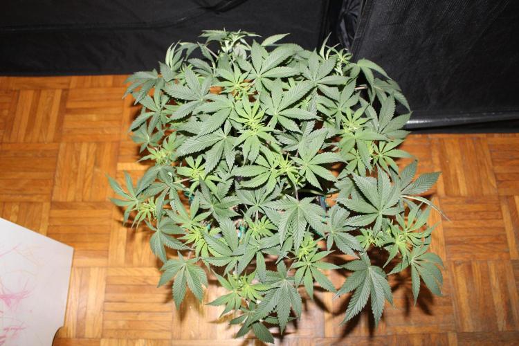 LSD-Feminsed. Week 6
