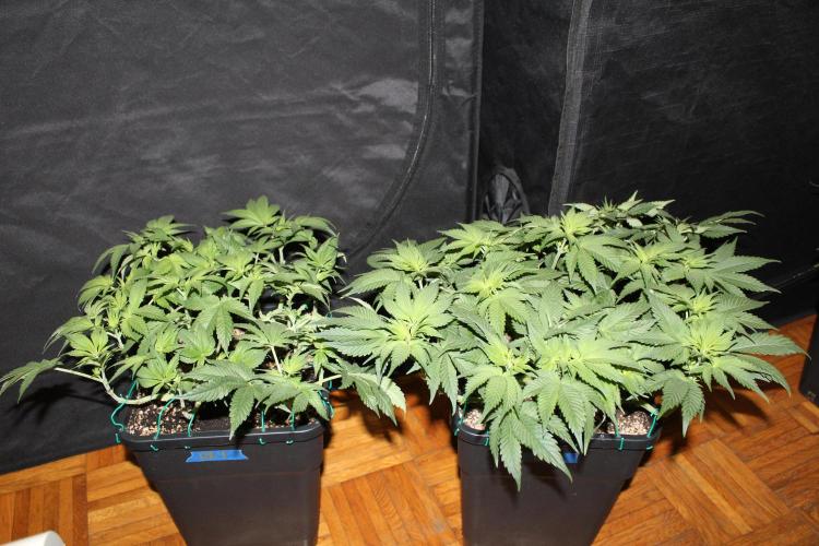 GORILLA ZKITTLEZ - Barney's Farm. Week 6