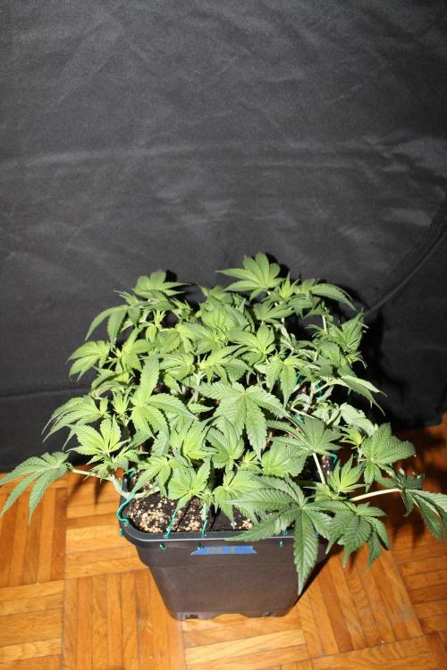 GORILLA ZKITTLEZ - Barney's Farm. Week 6