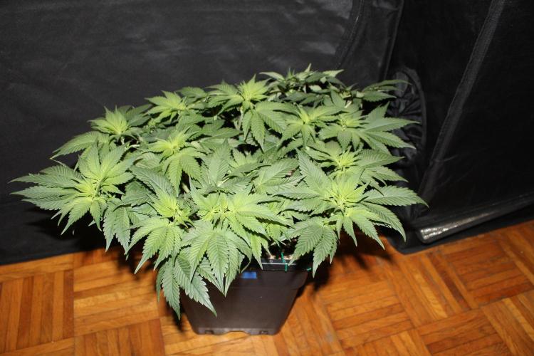 GORILLA ZKITTLEZ - Barney's Farm. Week 6