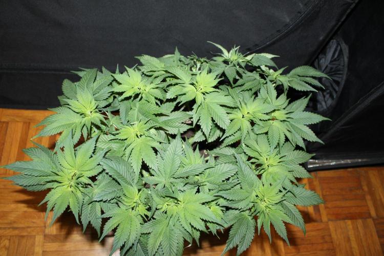 GORILLA ZKITTLEZ - Barney's Farm. Week 6