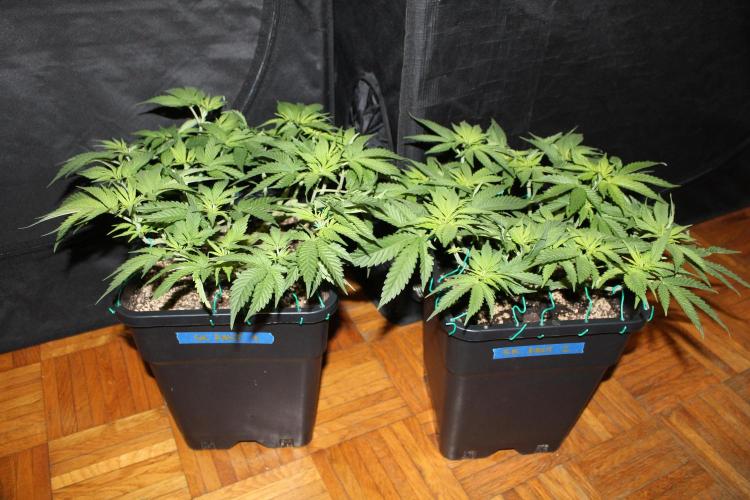 SUPER OG KUSH FAST - Pyramid Seeds. Week 6