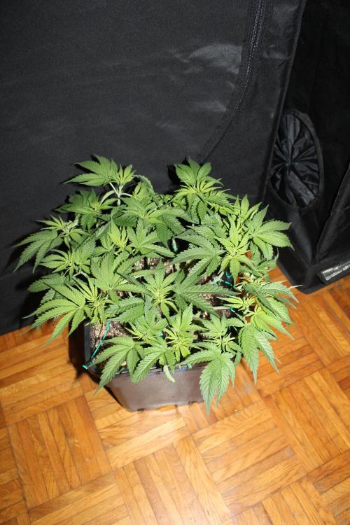 SUPER OG KUSH FAST - Pyramid Seeds. Week 6