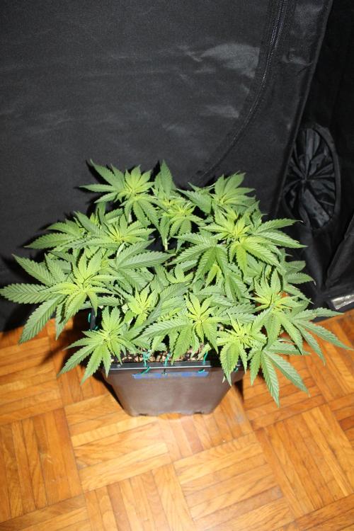SUPER OG KUSH FAST - Pyramid Seeds. Week 6