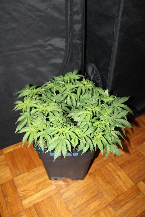 WEMBLEY X MENDOCINO Pyramid Seeds. Week 6