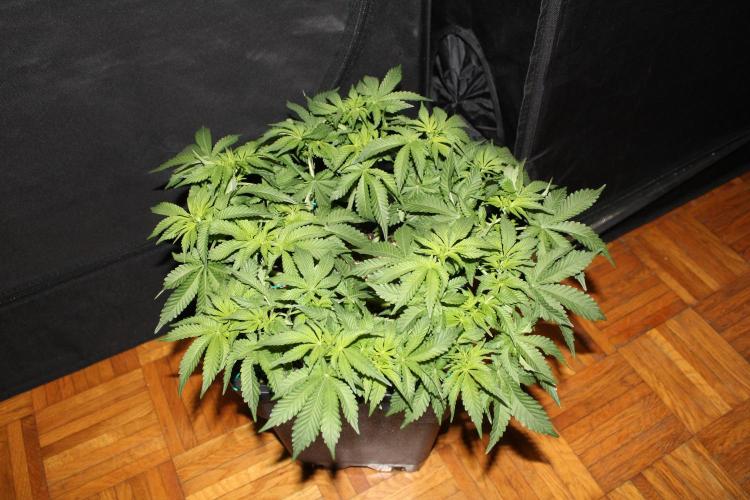 WEMBLEY X MENDOCINO Pyramid Seeds. Week 6