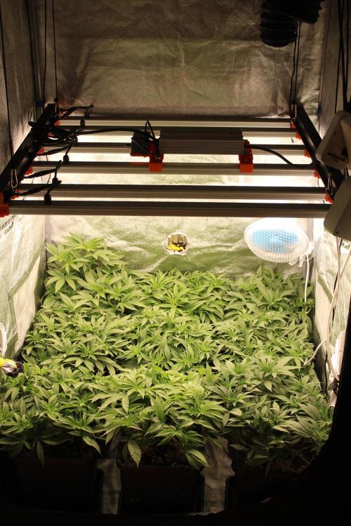 KING LOUIS GARCIA goes to Morocco :). Week 6 - befofore defoliation