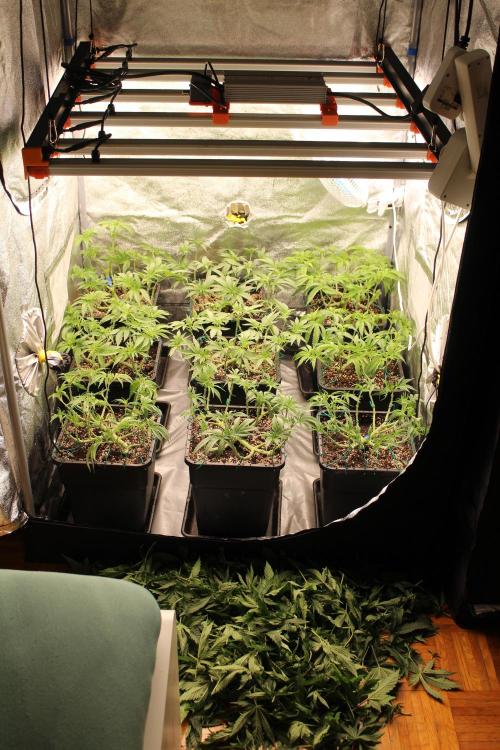 KING LOUIS GARCIA goes to Morocco :). Week 6 - after defoliation