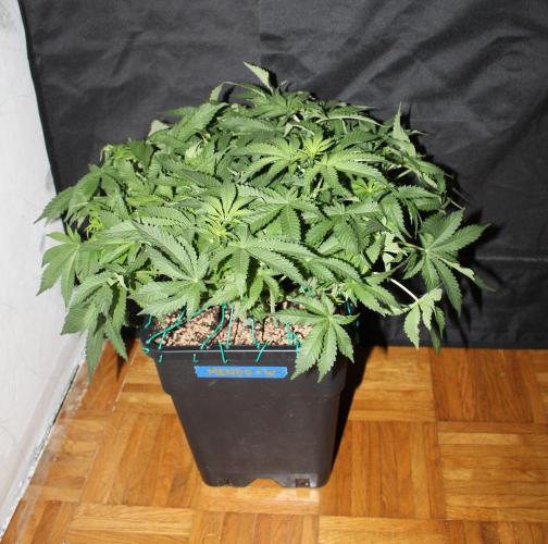 WEMBLEY X MENDOCINO Pyramid Seeds. Week 7