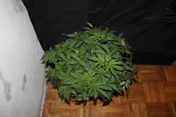 WEMBLEY X MENDOCINO Pyramid Seeds. Week 7