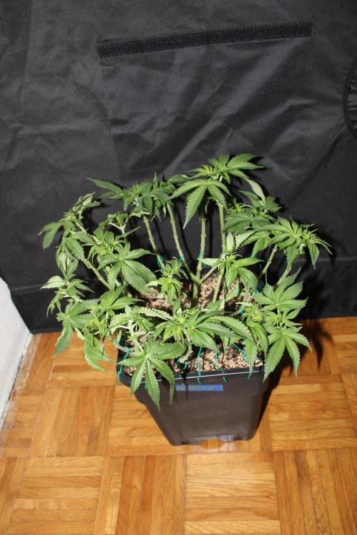 WEMBLEY X MENDOCINO Pyramid Seeds. Week 7