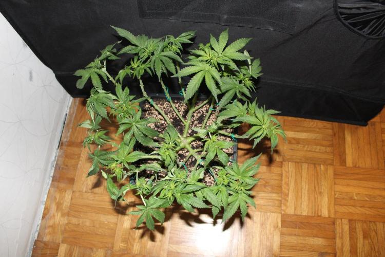 WEMBLEY X MENDOCINO Pyramid Seeds. Week 7