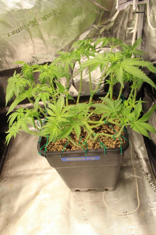 WEMBLEY X MENDOCINO Pyramid Seeds. Week 7