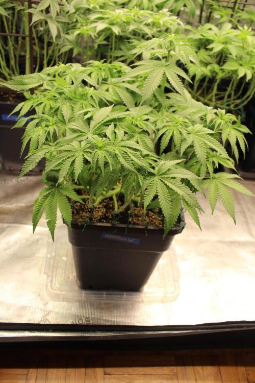 WEMBLEY X MENDOCINO Pyramid Seeds. Week 7