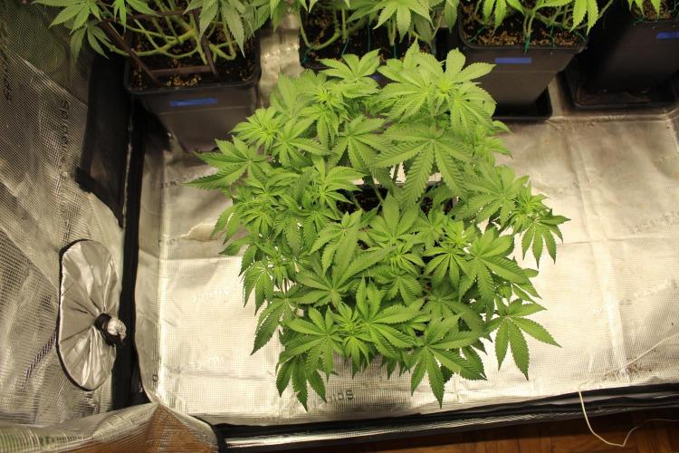 WEMBLEY X MENDOCINO Pyramid Seeds. Week 7