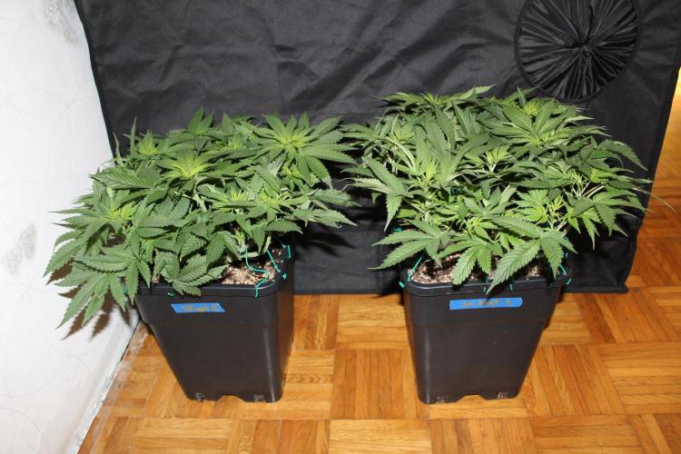 SUPER OG KUSH FAST - Pyramid Seeds. Week 7