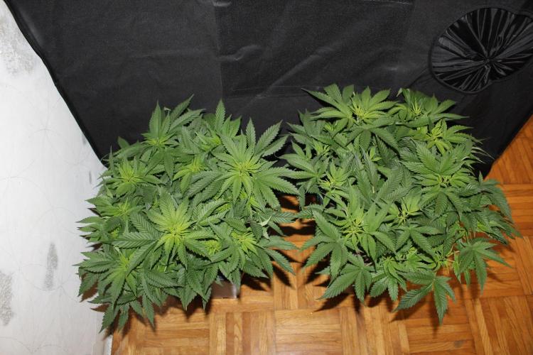 SUPER OG KUSH FAST - Pyramid Seeds. Week 7