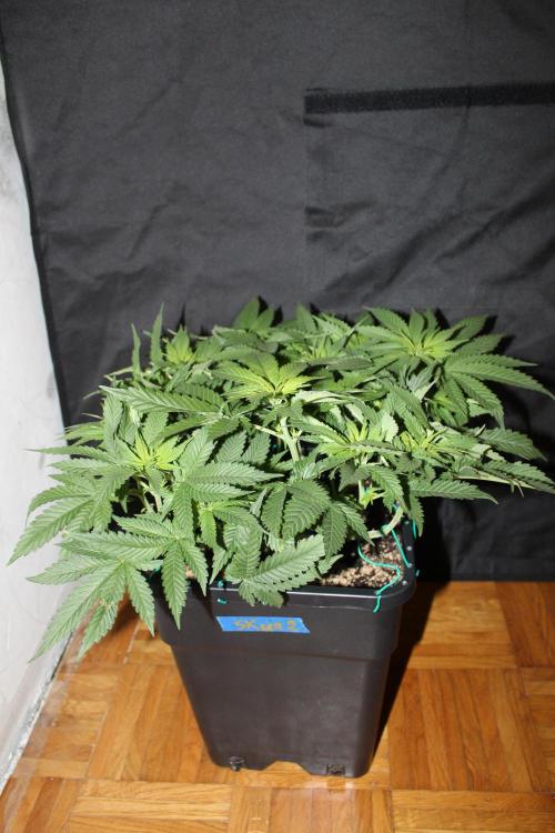 SUPER OG KUSH FAST - Pyramid Seeds. Week 7