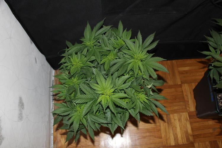 SUPER OG KUSH FAST - Pyramid Seeds. Week 7