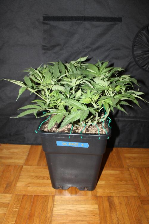 SUPER OG KUSH FAST - Pyramid Seeds. Week 7
