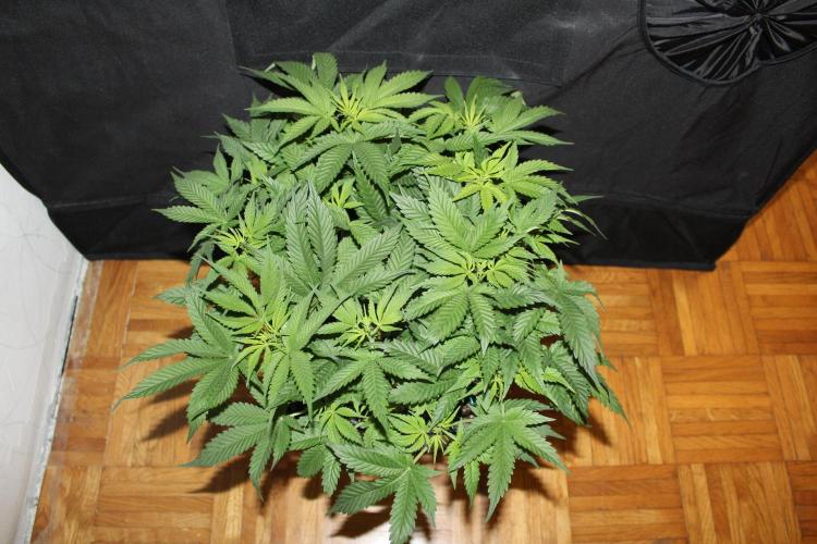 SUPER OG KUSH FAST - Pyramid Seeds. Week 7