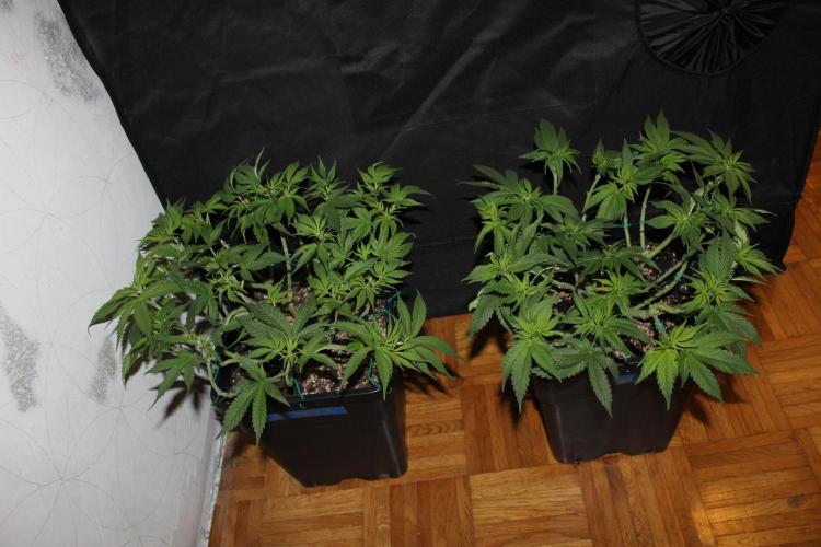 SUPER OG KUSH FAST - Pyramid Seeds. Week 7