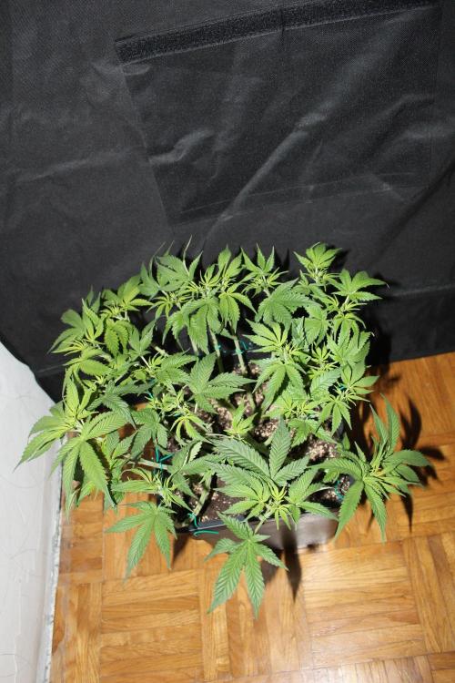 SUPER OG KUSH FAST - Pyramid Seeds. Week 7