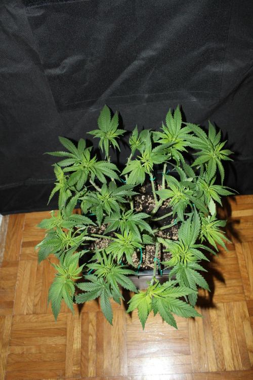 SUPER OG KUSH FAST - Pyramid Seeds. Week 7