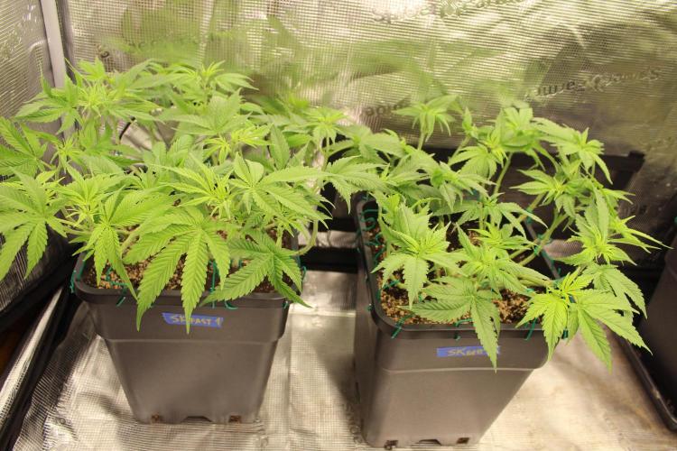 SUPER OG KUSH FAST - Pyramid Seeds. Week 7