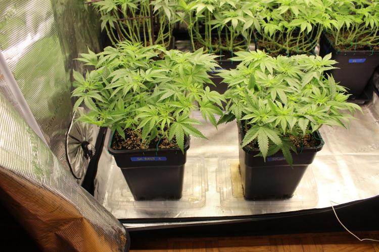 SUPER OG KUSH FAST - Pyramid Seeds. Week 7