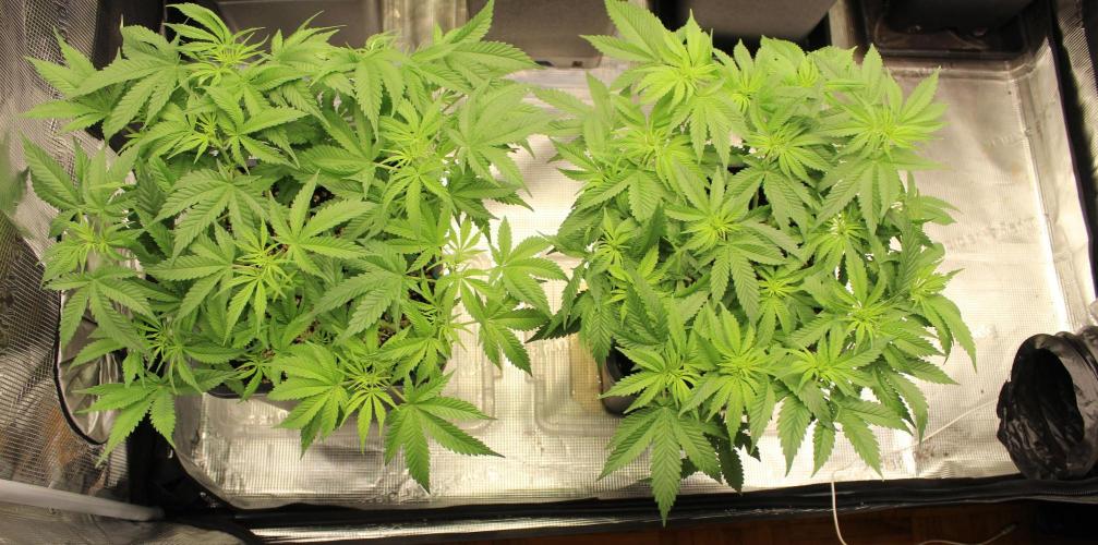 SUPER OG KUSH FAST - Pyramid Seeds. Week 7