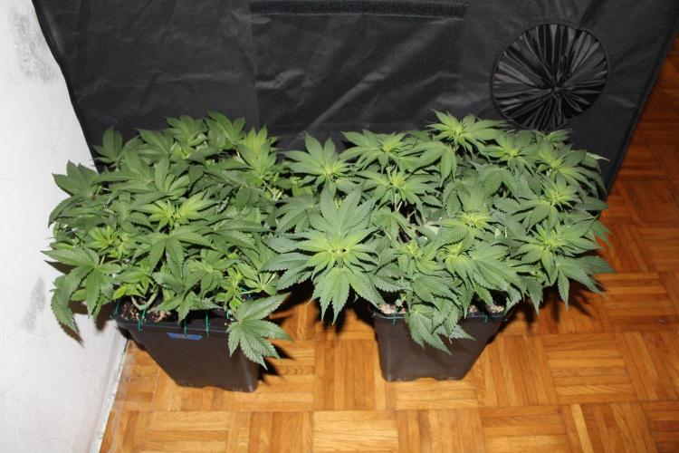 GORILLA ZKITTLEZ - Barney's Farm. Week 7