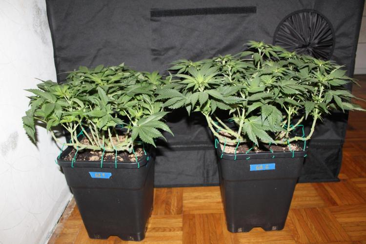 GORILLA ZKITTLEZ - Barney's Farm. Week 7
