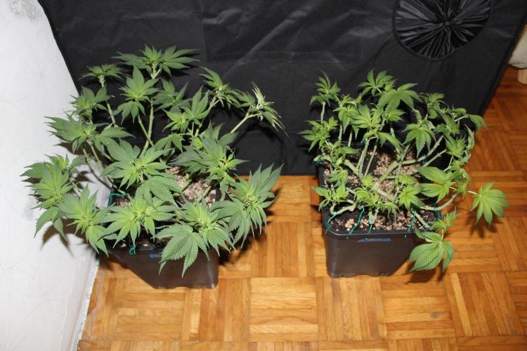GORILLA ZKITTLEZ - Barney's Farm. Week 7