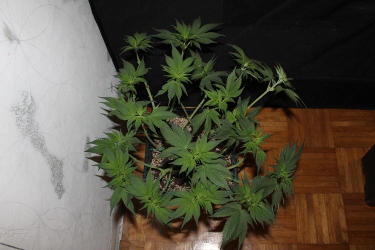 GORILLA ZKITTLEZ - Barney's Farm. Week 7