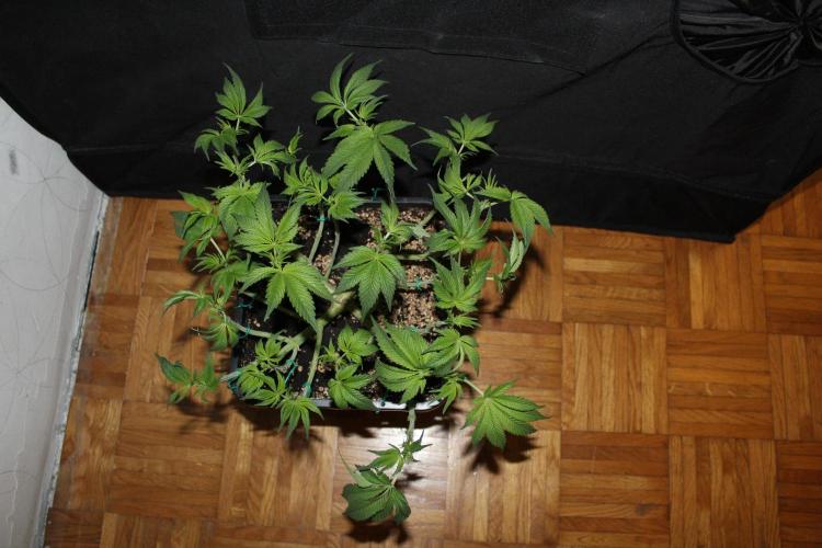 GORILLA ZKITTLEZ - Barney's Farm. Week 7