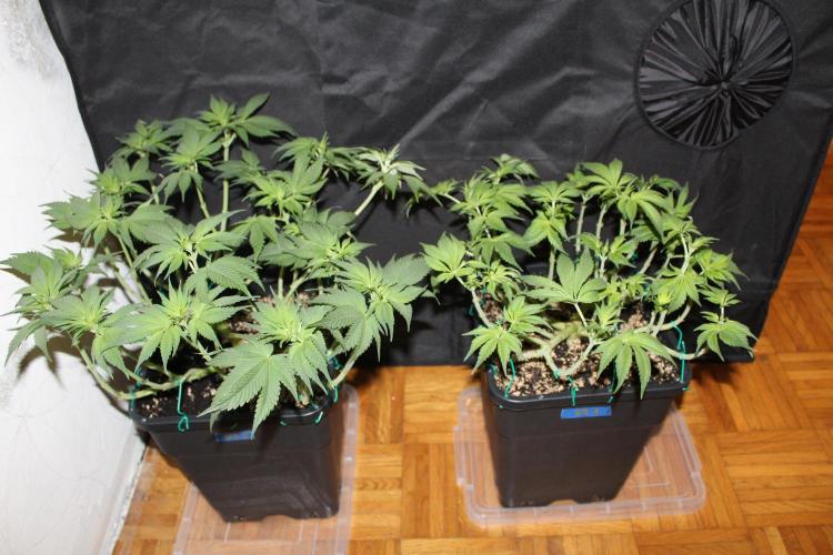 GORILLA ZKITTLEZ - Barney's Farm. Week 7