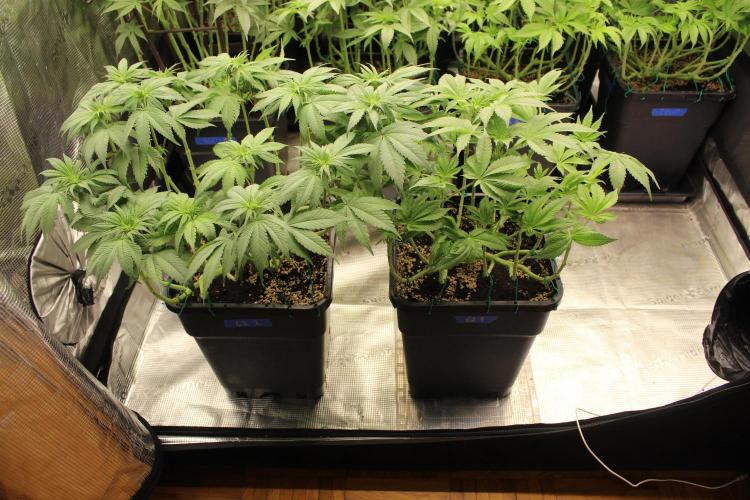 GORILLA ZKITTLEZ - Barney's Farm. Week 7