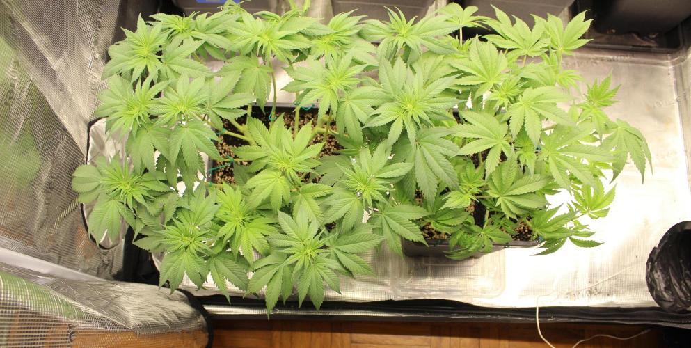Gorilla Z. Week 7