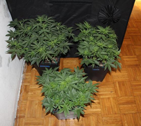 LSD - Barney's Farm. Week 7