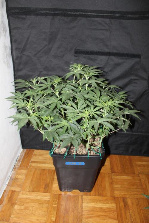 LSD - Barney's Farm. Week 7